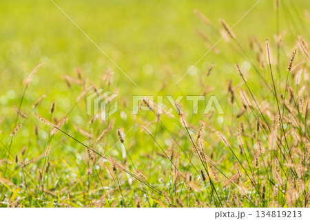 秋の野山　エノコログサが日差しに輝く08 134819213