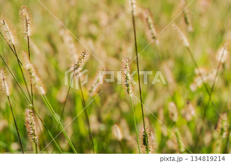 秋の野山　エノコログサが日差しに輝く09 134819214