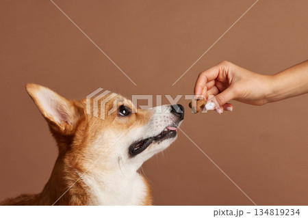 Attentive corgi watches treat in owner hand showing obedience and reward based training concept in studio 134819234