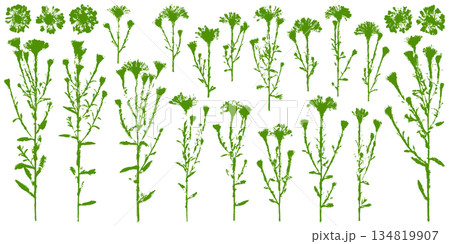 フロッタージュで写した、花と葉の切抜きシルエット 134819907