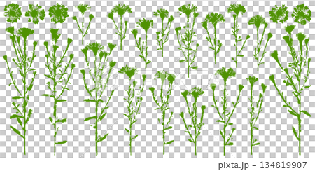 フロッタージュで写した、花と葉の切抜きシルエット 134819907