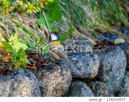 地面を歩くシジュウカラ 134819975