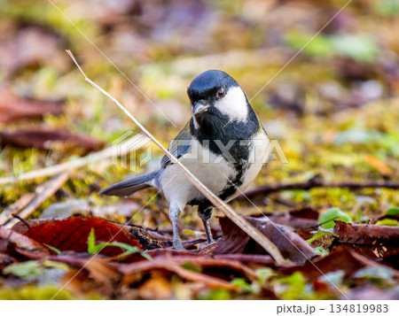 地面を歩くシジュウカラ 134819983