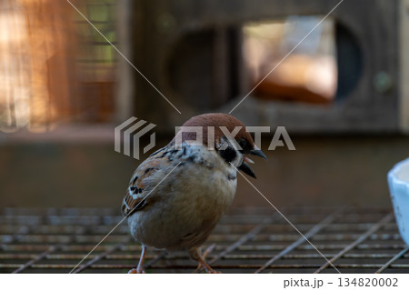 縁起物　冬の ふくら雀たち 134820002