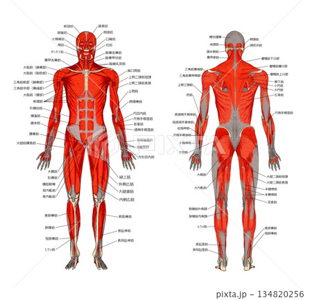 Muscle anatomy (front and back) - Stock Illustration [134820256