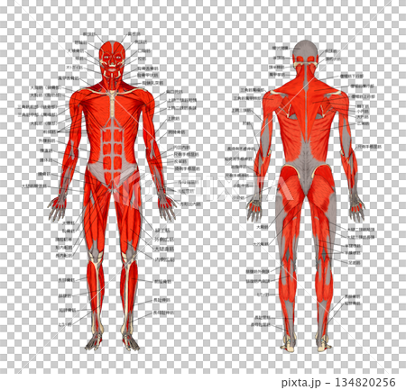 肌肉解剖（正面和背面） 134820256