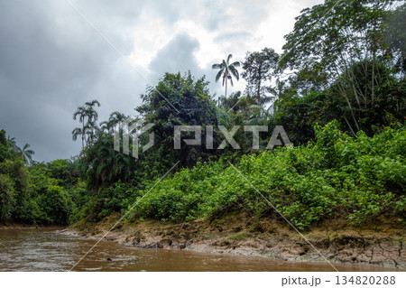Exploring the dense greenery of Cuyabeno Reserve in the Amazon Exploring the dense greenery of Cuyabeno Reserve in the Amazon 134820288