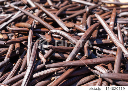 Fresh Tahitian Vanilla Pods Drying on Tahaa Island, French Polynesia Fresh Tahitian Vanilla Pods Drying on Tahaa Island, French Polynesia 134820319