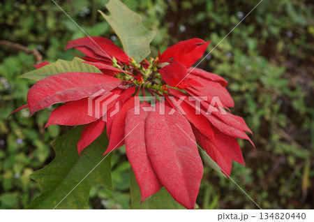 A captivating floral scene of red Poinsettia flower A captivating floral scene of red Poinsettia flower 134820440