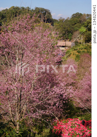 Pink cherry blossoms blooming amidst a scenic landscape, with lush green trees. The scene exudes tranquility and captures the essence of spring in Baan Pang Khon, Chiang Rai Thailand 134820441