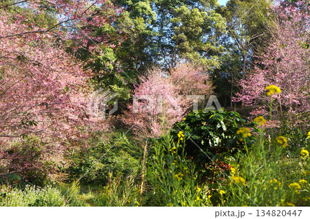 A vibrant spring blossoms of cherry tree and green plant in Bann Pang Khon, Chiangrai, Thailand. A colorful display of nature's beauty 134820447