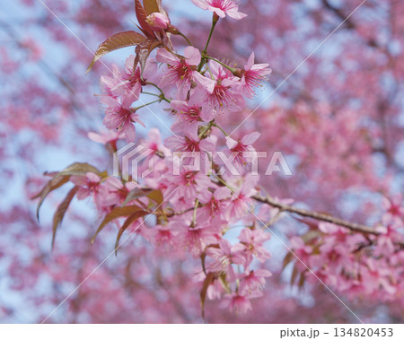 A close-up view of delicate cherry blossoms in full bloom with beautiful pink petals and green leaves. The branches are reaching towards the sun, conveying a sense of springtime A close-up view of delicate cherry blossoms in full bloom with beautiful pink petals and green leaves. The branches are reaching towards the sun, conveying a sense of springtime 134820453