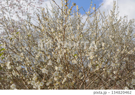 A stunning view of white blossoms on a tree, set against a backdrop of a blue sky. The delicate flowers add a touch of elegance to the scenery, creating a visually pleasing contrast 134820462