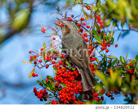 ピラカンサとヒヨドリ 134820512
