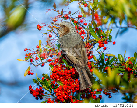 ピラカンサとヒヨドリ ピラカンサとヒヨドリ 134820513