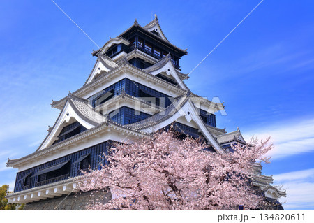 【熊本県】満開の桜と熊本城の大天守 134820611