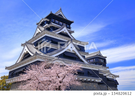 【熊本県】満開の桜と熊本城の大天守 【熊本県】満開の桜と熊本城の大天守 134820612