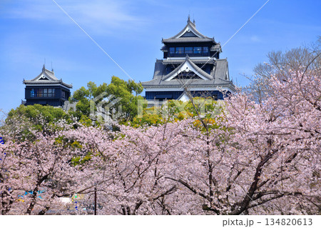 【熊本県】満開の桜と熊本城（大天守と小天守） 134820613