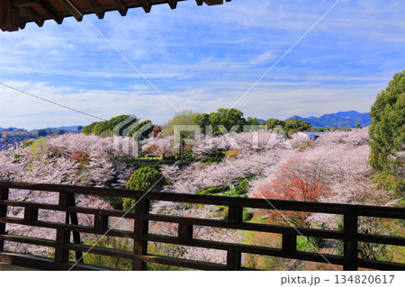 【熊本県】桜が満開の菊池公園 134820617