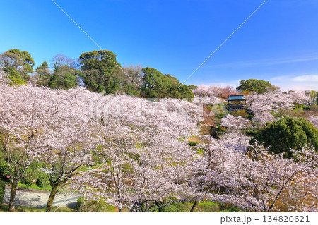 【熊本県】桜が満開の菊池公園 134820621