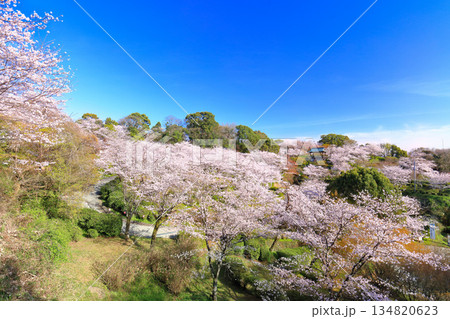 【熊本県】桜が満開の菊池公園 【熊本県】桜が満開の菊池公園 134820623