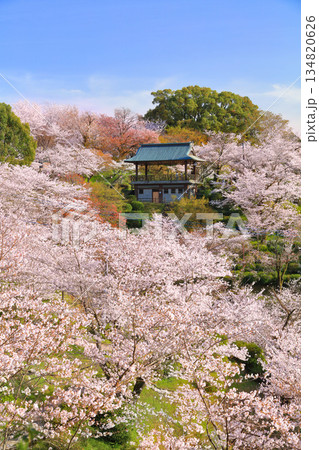 【熊本県】桜が満開の菊池公園 134820626