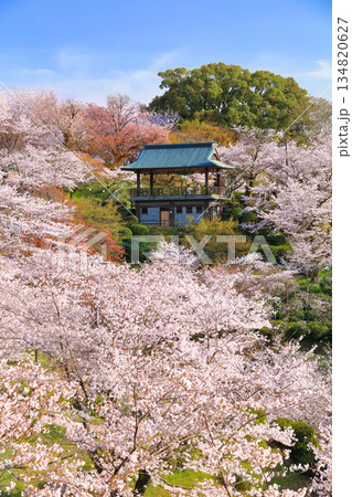 【熊本県】桜が満開の菊池公園 134820627