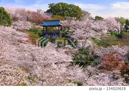 【熊本県】桜が満開の菊池公園 【熊本県】桜が満開の菊池公園 134820628