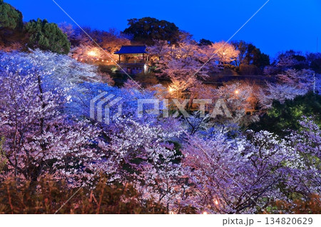 【熊本県】菊池公園の夜桜 【熊本県】菊池公園の夜桜 134820629