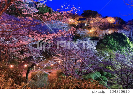 【熊本県】菊池公園の夜桜 【熊本県】菊池公園の夜桜 134820630