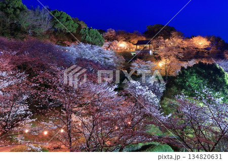 【熊本県】菊池公園の夜桜 【熊本県】菊池公園の夜桜 134820631