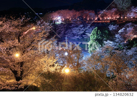 【熊本県】菊池公園の夜桜 134820632