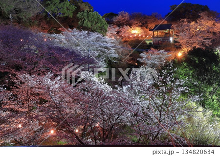 【熊本県】菊池公園の夜桜 134820634