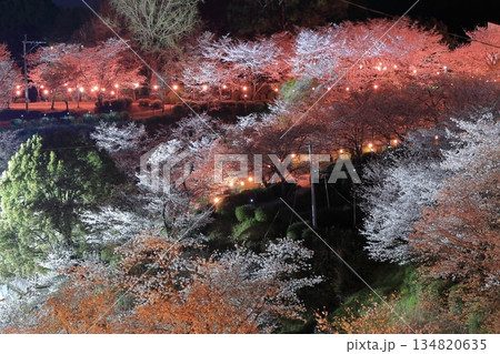 【熊本県】菊池公園の夜桜 134820635