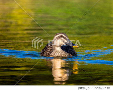 池を泳ぐカルガモ 池を泳ぐカルガモ 134820636