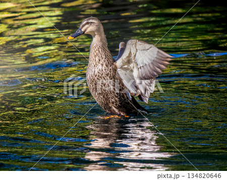 羽ばたくカルガモ 134820646