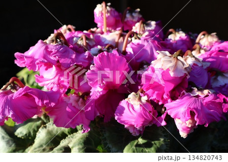 可愛いピンク色フリルシクラメンの花びら 134820743