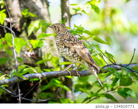 枝にとまるトラツグミ 枝にとまるトラツグミ 134820771