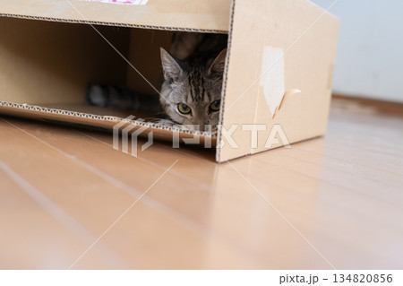 段ボール箱に入っている可愛い猫　サバトラ猫 134820856