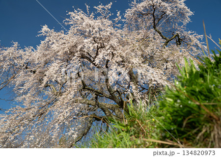 咲く満開の桜 咲く満開の桜 134820973