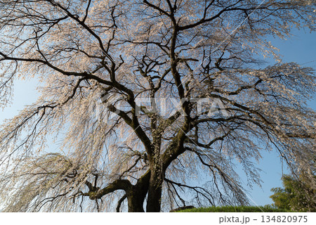咲く満開の桜 咲く満開の桜 134820975