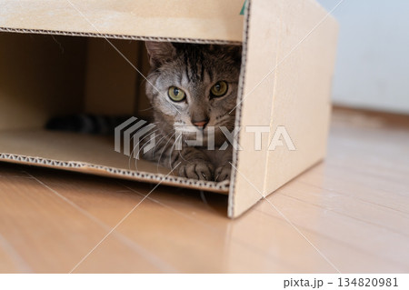 段ボール箱に入っている可愛い猫 サバトラ猫 段ボール箱に入っている可愛い猫 サバトラ猫 134820981