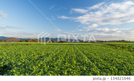 三浦大根とキャベツ畑の冬 134821046