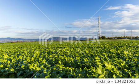 三浦大根とキャベツ畑の冬 134821053