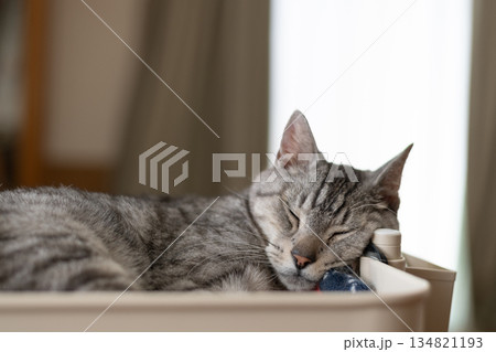 眠る猫 サバトラ猫 眠る猫 サバトラ猫 134821193