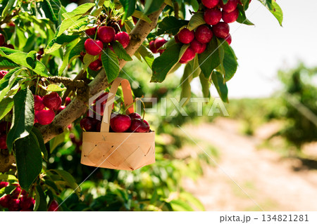 still life of cherries in wicker basket in garden 134821281