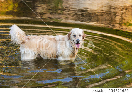 Golden Retriever dog standing in shallow river water and looking at camera on a warm summer day 134821689