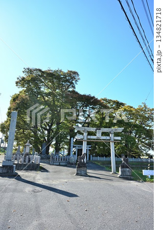 新潟市東区にある津島屋諏訪神社の大ケヤキ（新潟県新潟市東区） 134821718