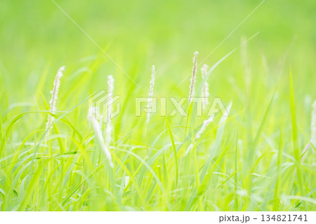 秋の野原　フワフワの穂がたなびく野草04 134821741