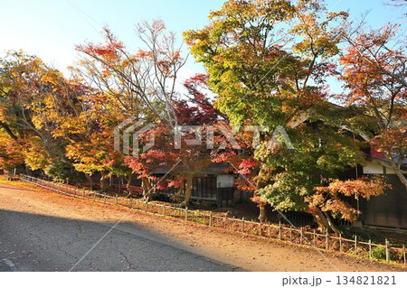 越路もみじ園に広がる紅葉の風景（新潟県長岡市） 134821821